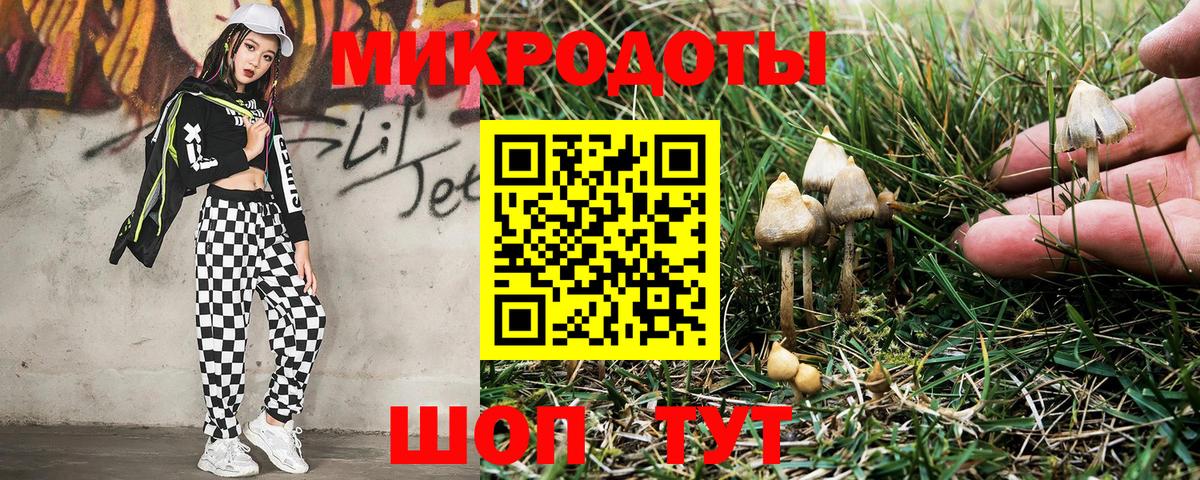 Псилоцибиновые грибы Psilocybe Тулун